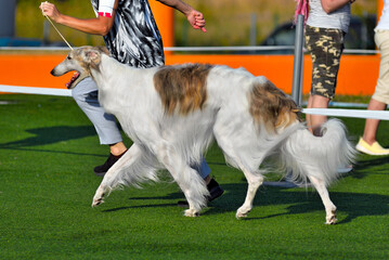 Running russian hunting sighthound dog