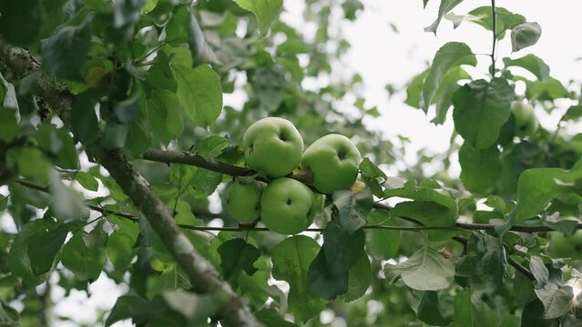 Slow motion apple on apple tree on a summer day