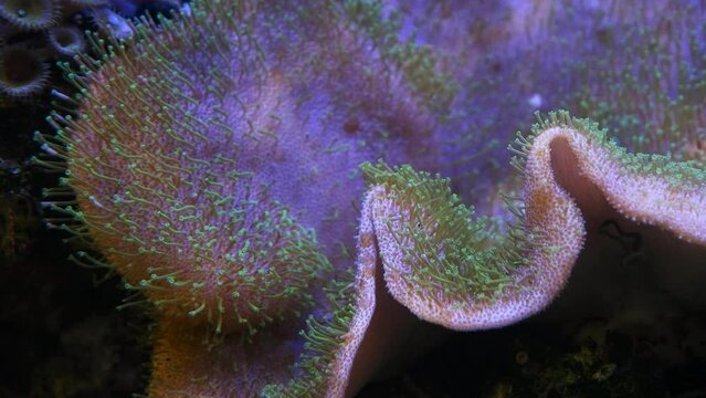 huge leather coral move green tentacles in strong current and absorb dissolved organic matter, reef marine aquarium detail, popular pet in actinic blue LED low light, hard to keep demanding species