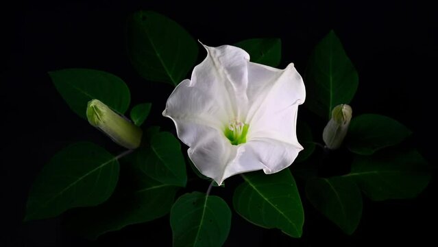朝鮮アサガオの開花のタイムラプス動画