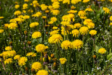 a field where a large number of yellow dandelions grow