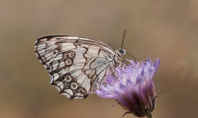 Wing under-side view of a female Levantine marbled white (Melanargia titea),  butterfly of the family Nymphalidae. It is found in Turkey, Syria, Jordan,  Palestinian Territories, Israel,  Lebanon,
