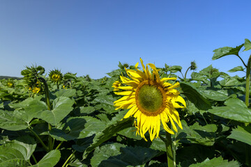 A large number of sunflowers in the agricultural field