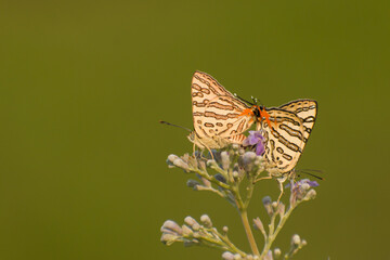 Mating pair of lycaenidae butterfly on a wild flowers. Nature blurred green background. The Common shot silverline, Cigaritis ictis. Slective focus. Mating pair butterflies