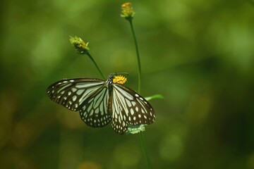 butterfly on a flower