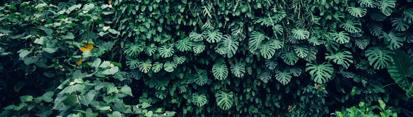 Group of dark green tropical leaves background, Nature Lush Foliage Leaf Texture, tropical leaf