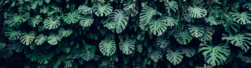 Group of dark green tropical leaves background, Nature Lush Foliage Leaf Texture, tropical leaf © Nabodin