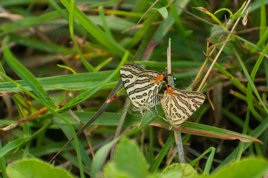 Lycaenidae butterfly mating pair on the green grass. The Common shot silverline, Cigaritis ictis. Slective focus. Mating pair butterflies
