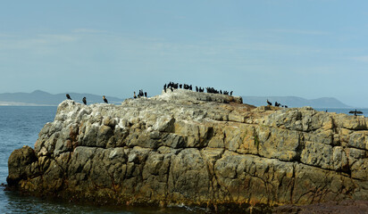 Cape cormorants on a rock near Hermanus in the Western Cape of South Africa