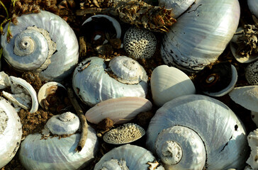 Alikreukels or giant periwinkles are sea snails with a low spiraled shell with a round shell...