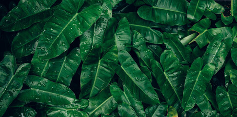 closeup nature view of green leaf and palms background. Flat lay, dark nature concept, tropical leaf © Nabodin