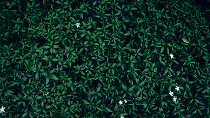 Full Frame of Green Leaves Pattern Background, Grass wall texture.