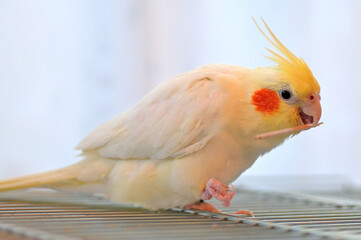 爪楊枝で遊ぶオカメインコ