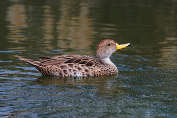 A beautiful teal swimming in a park pond