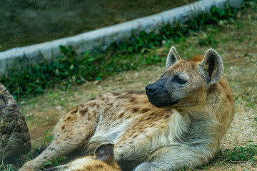 Spotted Hyena in a zoo