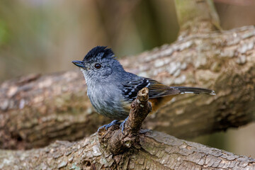 A small bird from the deep of the rainforest