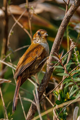 A bird with creamy-colored eyebrows perched on a tree branch
