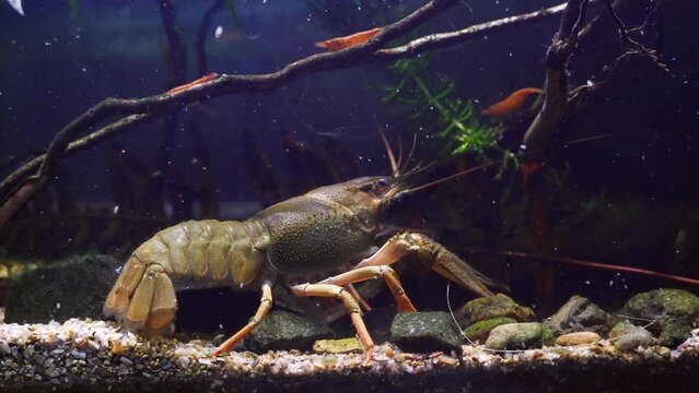 narrow-clawed crayfish explore sand stone bottom design with claws, eat detritus and algae in planted biotope aquarium, wild caught domesticated freshwater species, highly adaptable animal