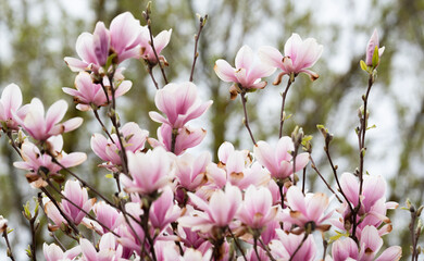 Fototapeta na wymiar Magnolia flowers on the tree. Blooming magnolia, big pink flowers on the tree.