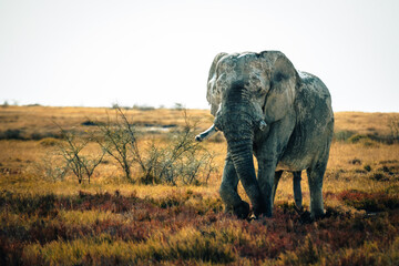 Naklejka na ściany i meble Porträt eines alten Elefantenbullen in der Trockensavanne im Etosha Nationalpark (Namibia)