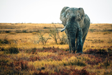 Fototapeta na wymiar Porträt eines alten Elefantenbullen in der Trockensavanne im Etosha Nationalpark (Namibia)
