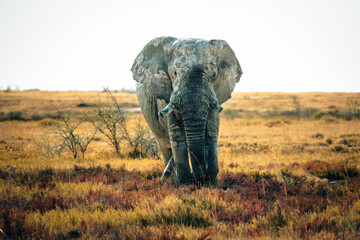 Porträt eines alten Elefantenbullen in der Trockensavanne im Etosha Nationalpark (Namibia)