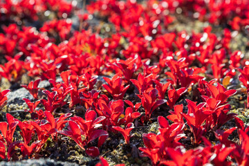 Red autumn leaves of Arctous alpina, also known as mountain bearberry. Plants growing in the tundra and in the mountains. Northern nature. Close-up view. Shallow depth of field and blurry background.