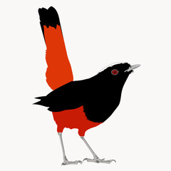 Bird white-capped redstart or white-capped water redstart (Phoenicurus leucocephalus) is a passerine bird of the Old World flycatcher family Muscicapidae native to the Indian Subcontinent and Asia