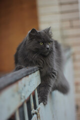 a gray small cat of the Nibelung breed sits on the railing of the balcony and looks into the...