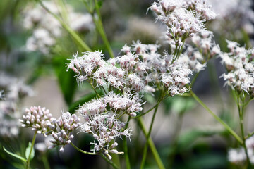 Fototapeta premium フジバカマ Thoroughwort