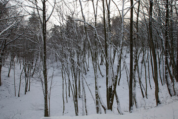 Deciduous trees in the snow in winter