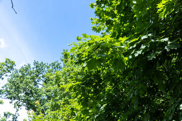 Fototapeta premium Trees growing in the forest in the summer