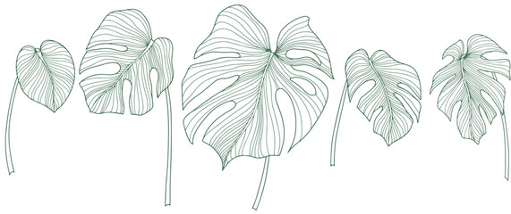 Leaves isolated on white. Tropical leaves. Hand drawn png illustration