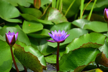 Purple lotus in a pond with green background