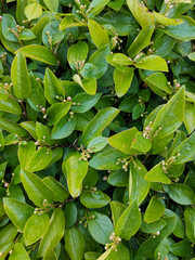 Green leaves solid background. Beautiful leafy fill. Natural foliage wall