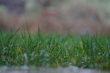 Fototapeta premium Nature