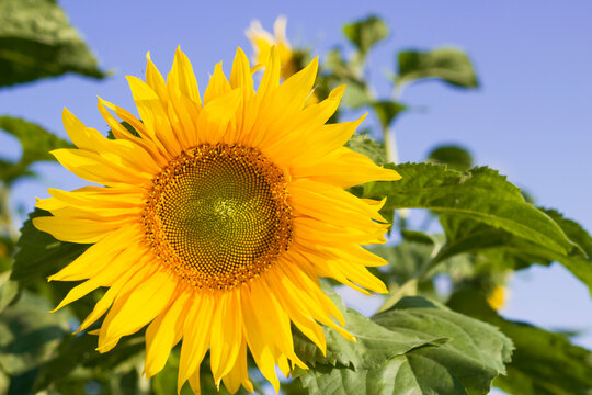 selective focus bright yellow sunflower in summer sunny field with blue sky