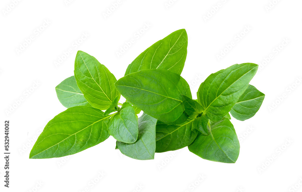 Canvas Prints sweet basil isolated on transparent png