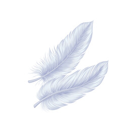 White feathers vector illustration. Cartoon isolated fluffy lightweight two feathers falling from bird plumage or soft pillow, natural quill from wing of flying animal, smooth and softness of fluff