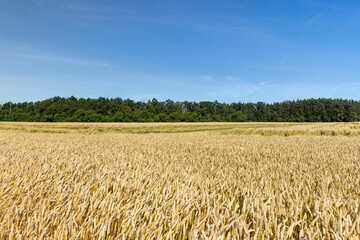An agricultural field where wheat is grown