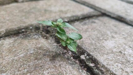 grass on the floor