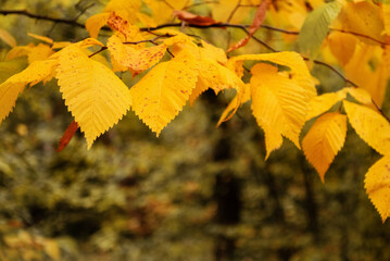 yellow leaves on tree in autumnal season close up on blurred background