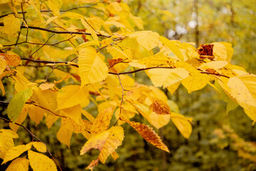 yellow leaves on elm tree in autumnal sunny day