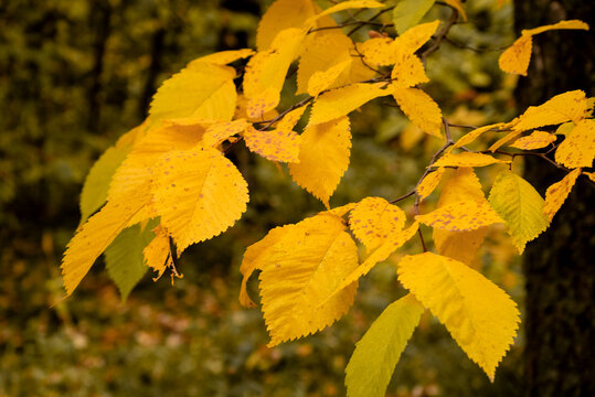 yellow leaves on elm tree in fall season close up