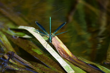 Dragonfly © Piotr