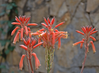 Kalanchoe daigremontiana flowers. Orange-pink and grayish inflorescence. Macro photo.