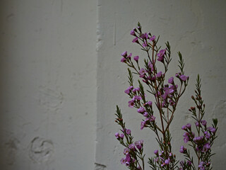 一輪のワックスフラワー