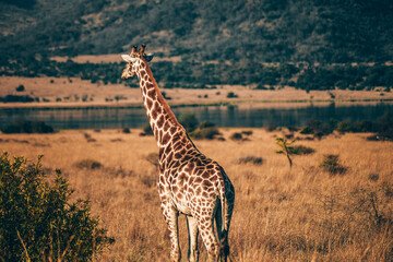 giraffe in Pilanesberg national park. On safari in South Africa. 
