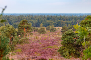 dutch heather fields