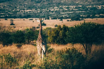Poster giraffe in Pilanesberg national park. On safari in South Africa.  © Bryan